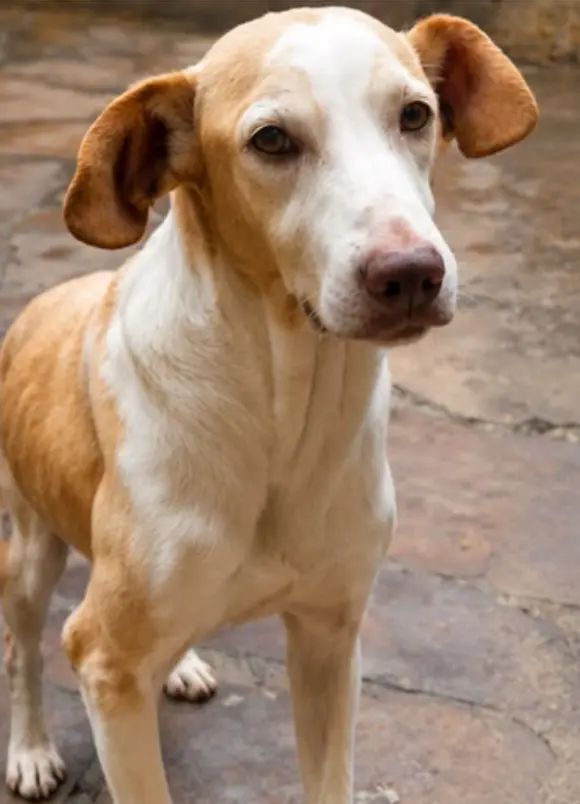 animais para adoção
