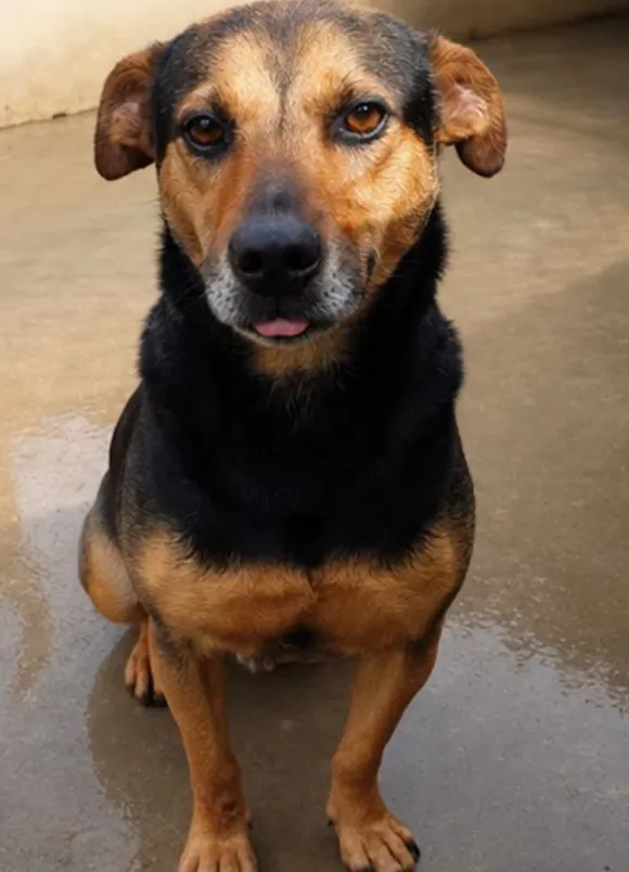 animais para adoção