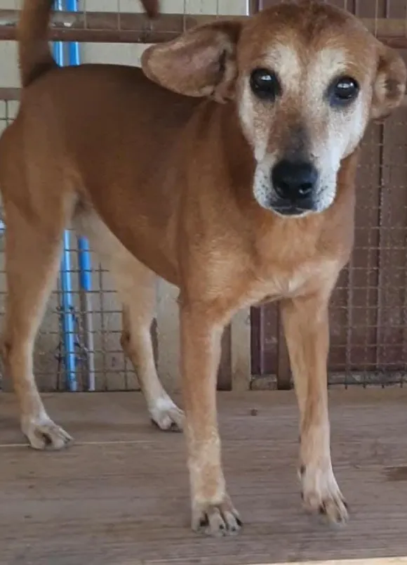 animais para adoção