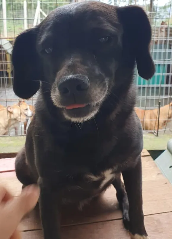 animais para adoção