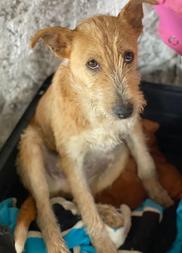 animais para adoção