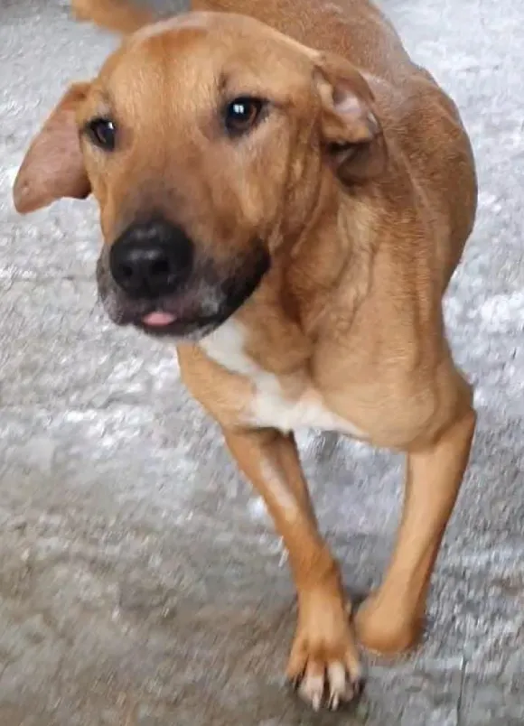 animais para adoção