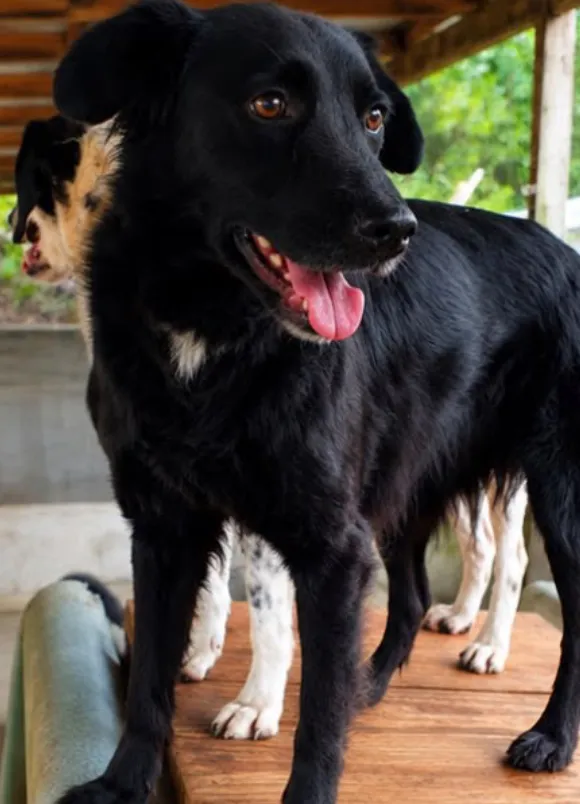 animais para adoção