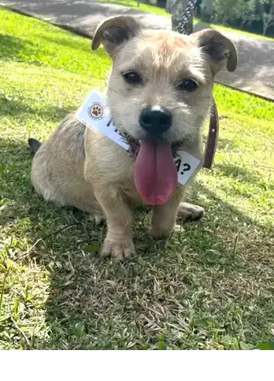 animais para adoção