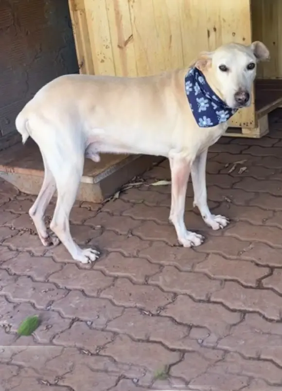 animais para adoção