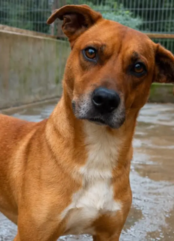 animais para adoção