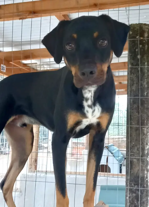 animais para adoção