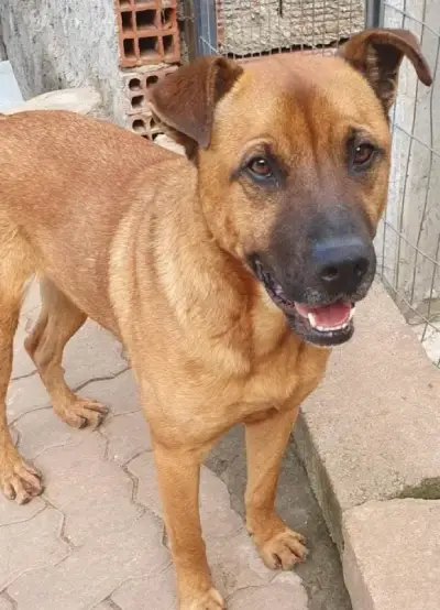 animais para adoção