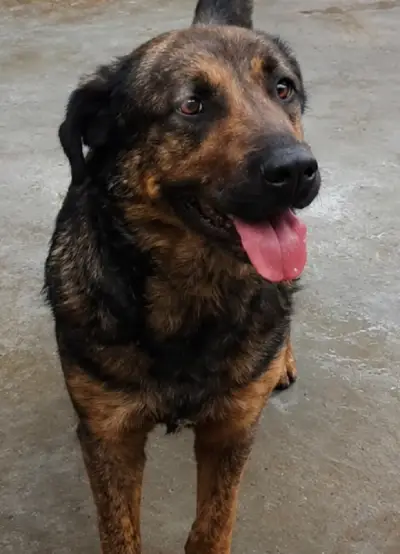 animais para adoção