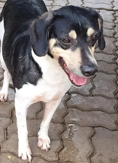 animais para adoção