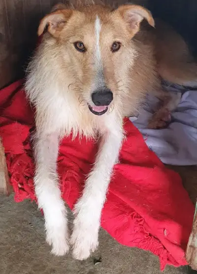 animais para adoção