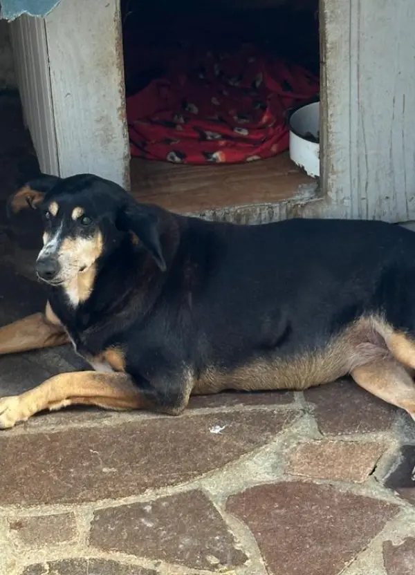 animais para adoção