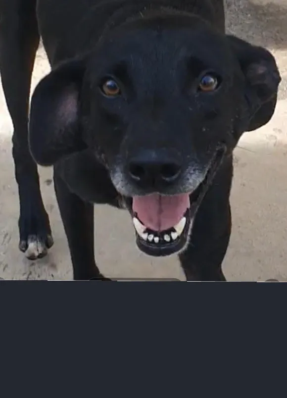 animais para adoção
