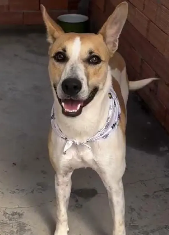 animais para adoção