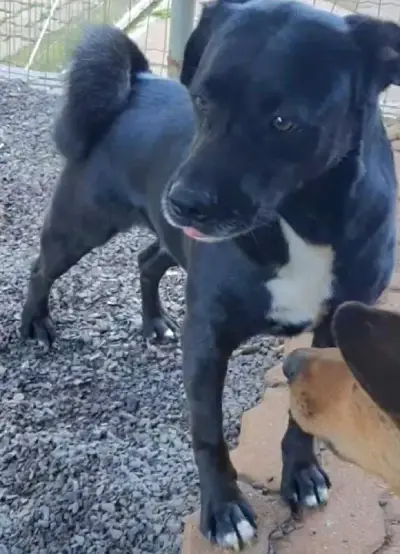 animais para adoção