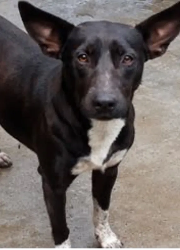 animais para adoção