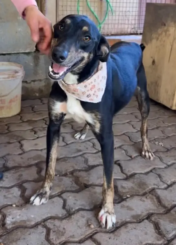 animais para adoção