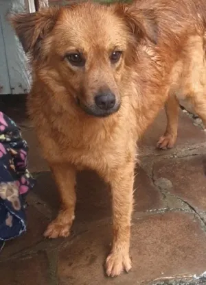 animais para adoção