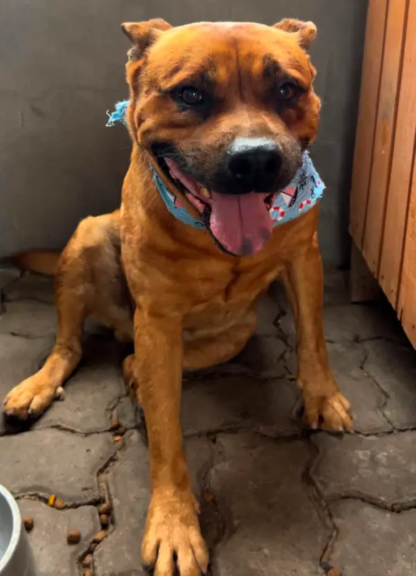 animais para adoção