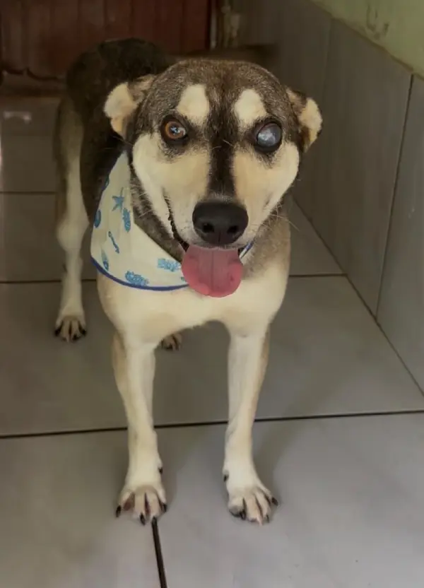 animais para adoção