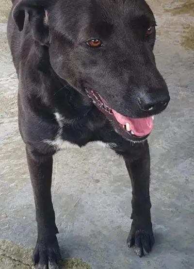 animais para adoção