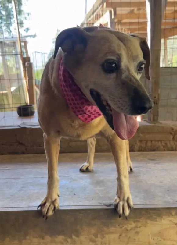 animais para adoção
