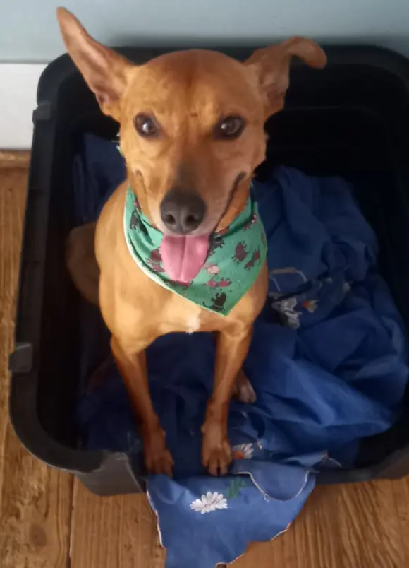animais para adoção