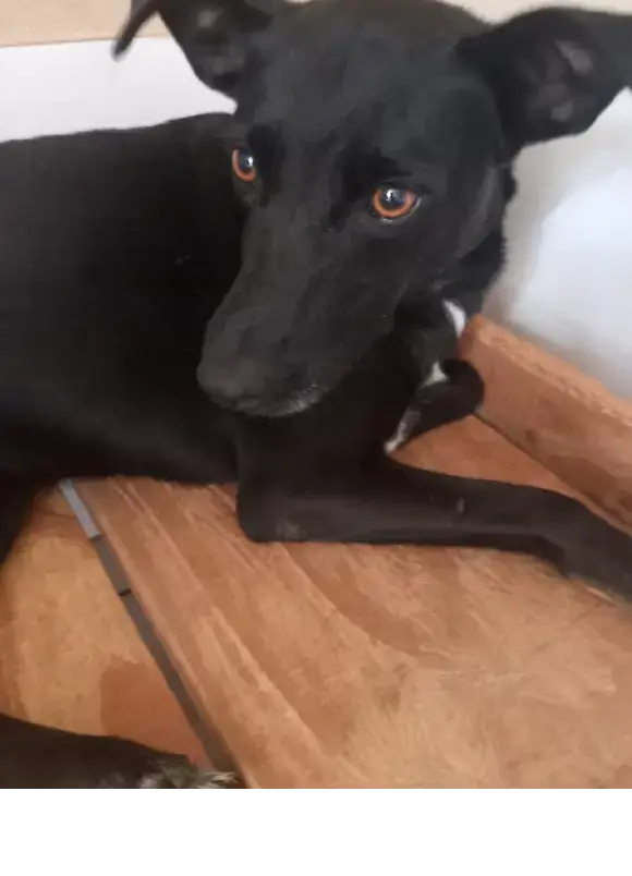animais para adoção