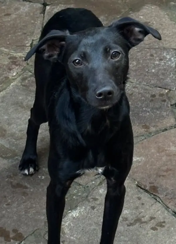 animais para adoção