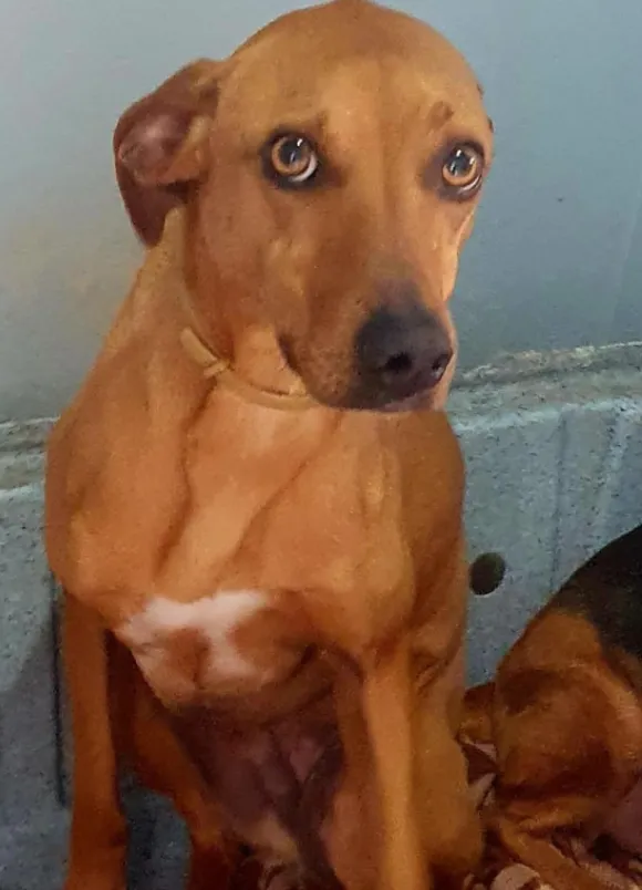 animais para adoção