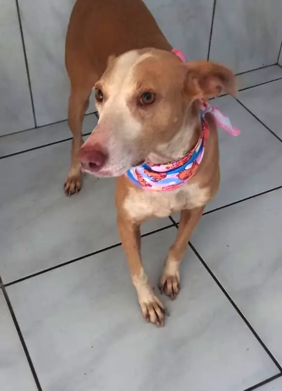 animais para adoção