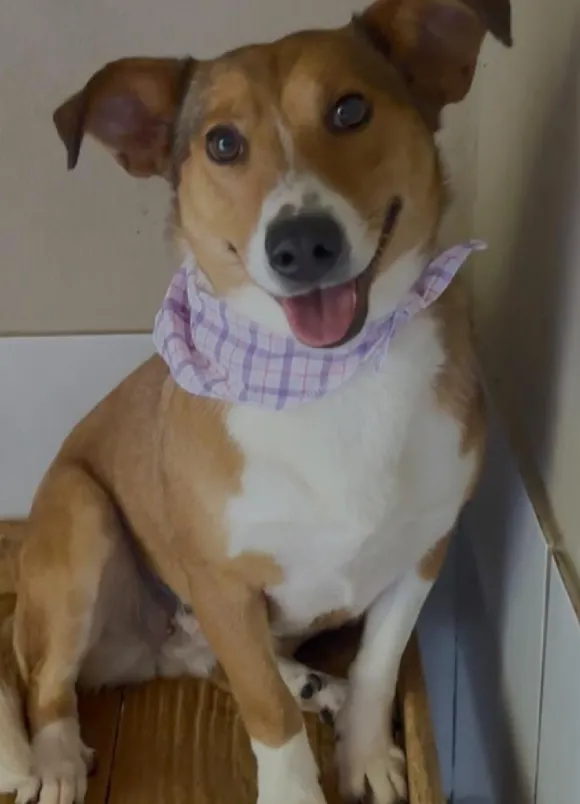 animais para adoção