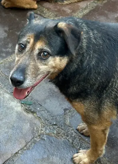 animais para adoção