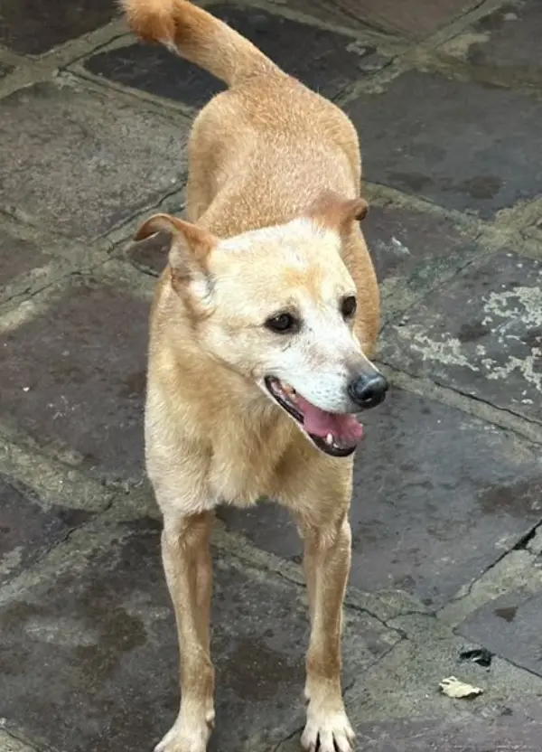animais para adoção