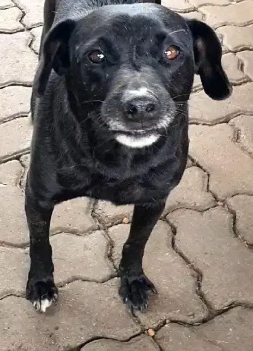 animais para adoção
