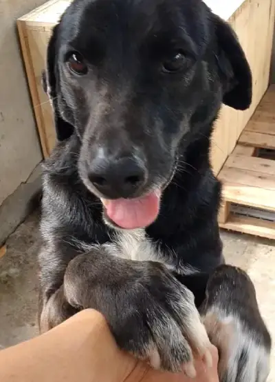 animais para adoção