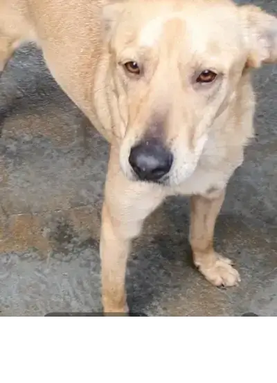 animais para adoção
