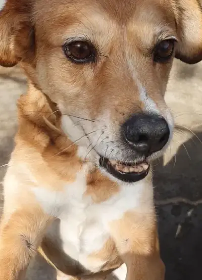 animais para adoção