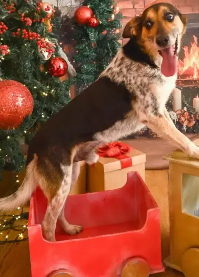 animais para adoção
