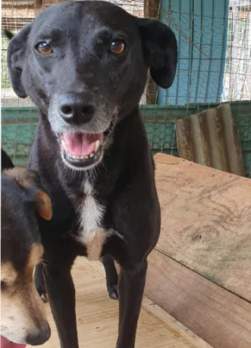 animais para adoção