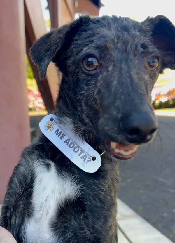 animais para adoção
