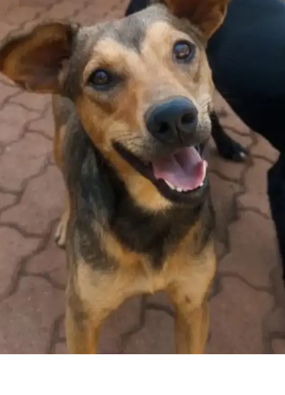 animais para adoção