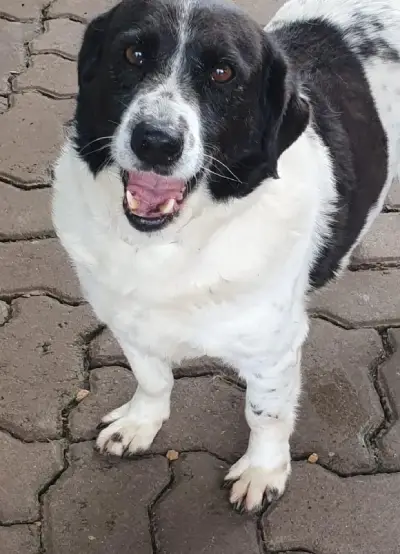 animais para adoção