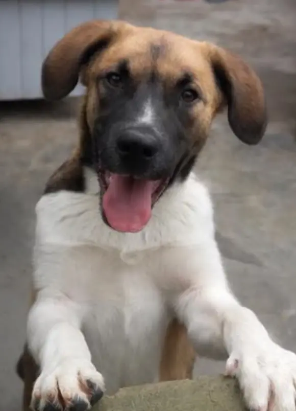 animais para adoção