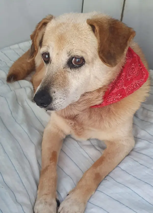animais para adoção