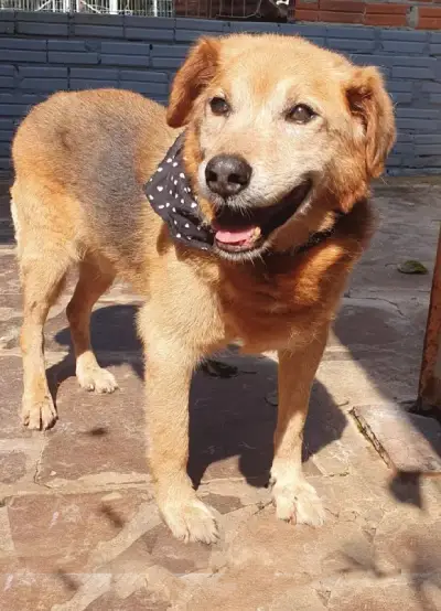 animais para adoção