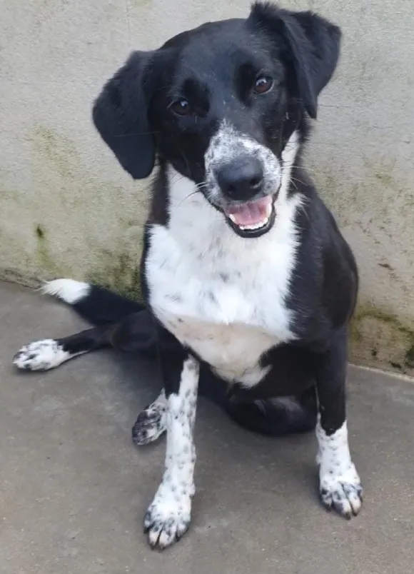 animais para adoção