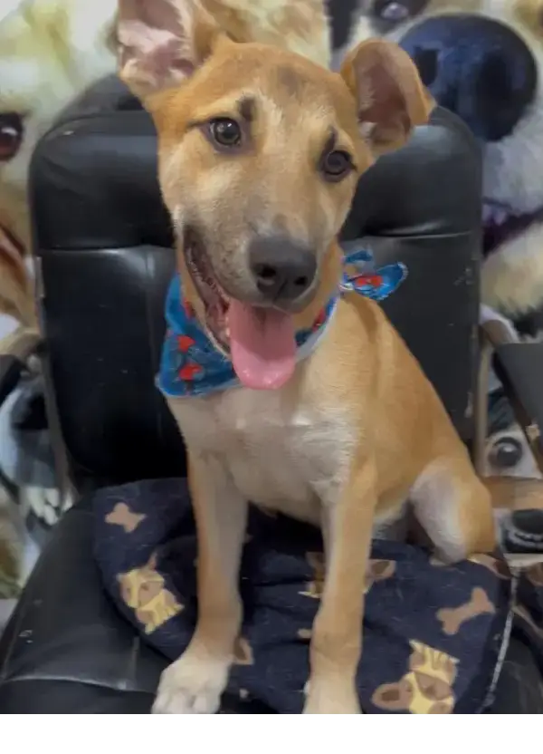 animais para adoção