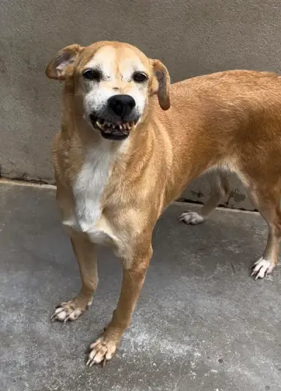 animais para adoção