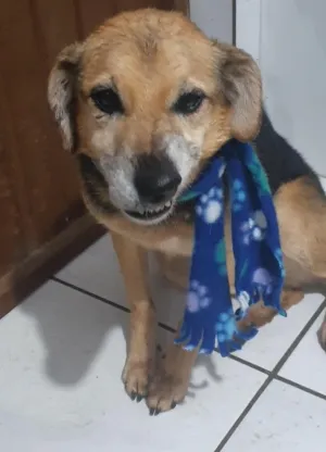 animais para adoção